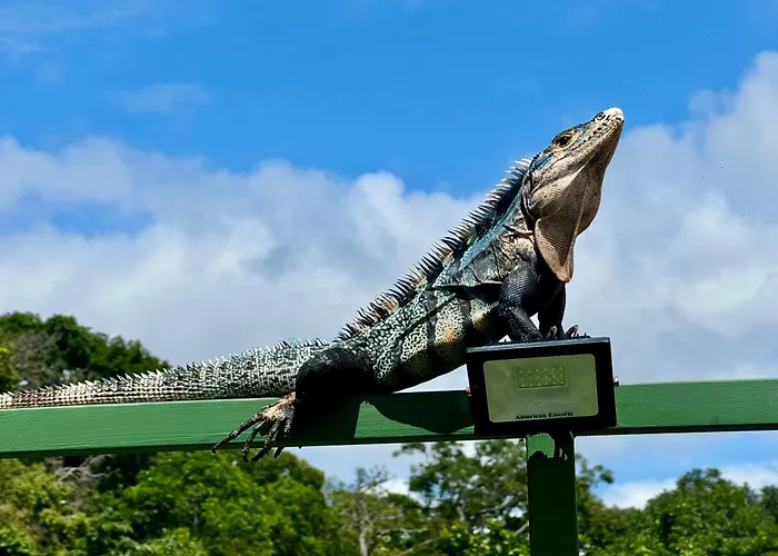 An Abundance Of Wildlife At Jungle Glory Home Abajo
