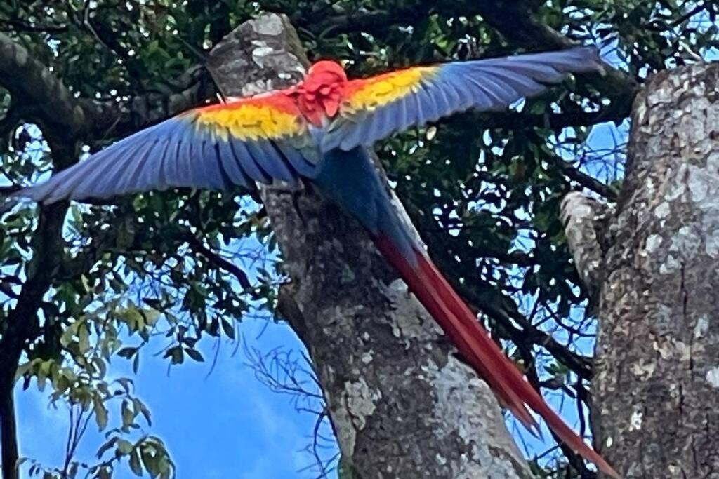 An Abundance Of Wildlife At Jungle Glory Abajo Holiday home Manuel Antonio