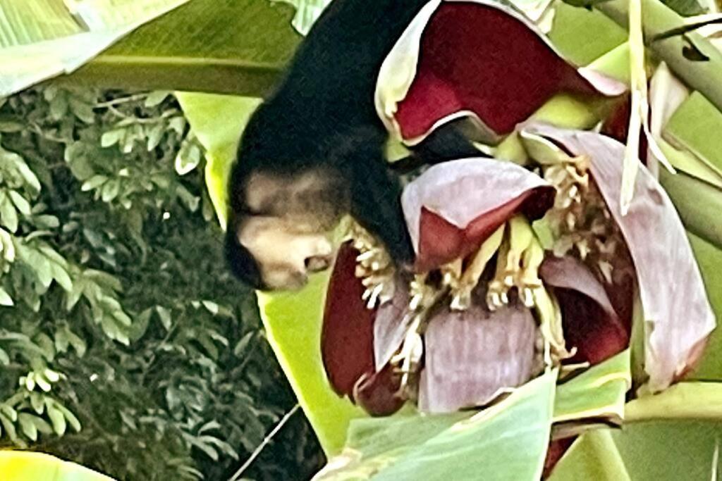 An Abundance Of Wildlife At Jungle Glory Abajo *