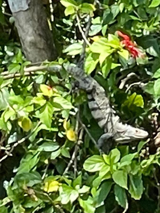 An Abundance Of Wildlife At Jungle Glory Abajo Holiday home