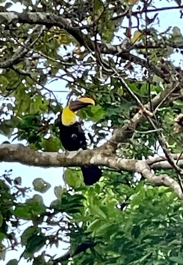 An Abundance Of Wildlife At Jungle Glory Abajo Holiday home *
