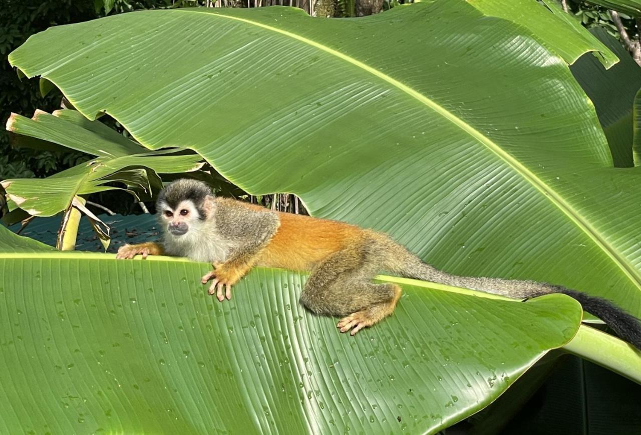 An Abundance Of Wildlife At Jungle Glory Abajo