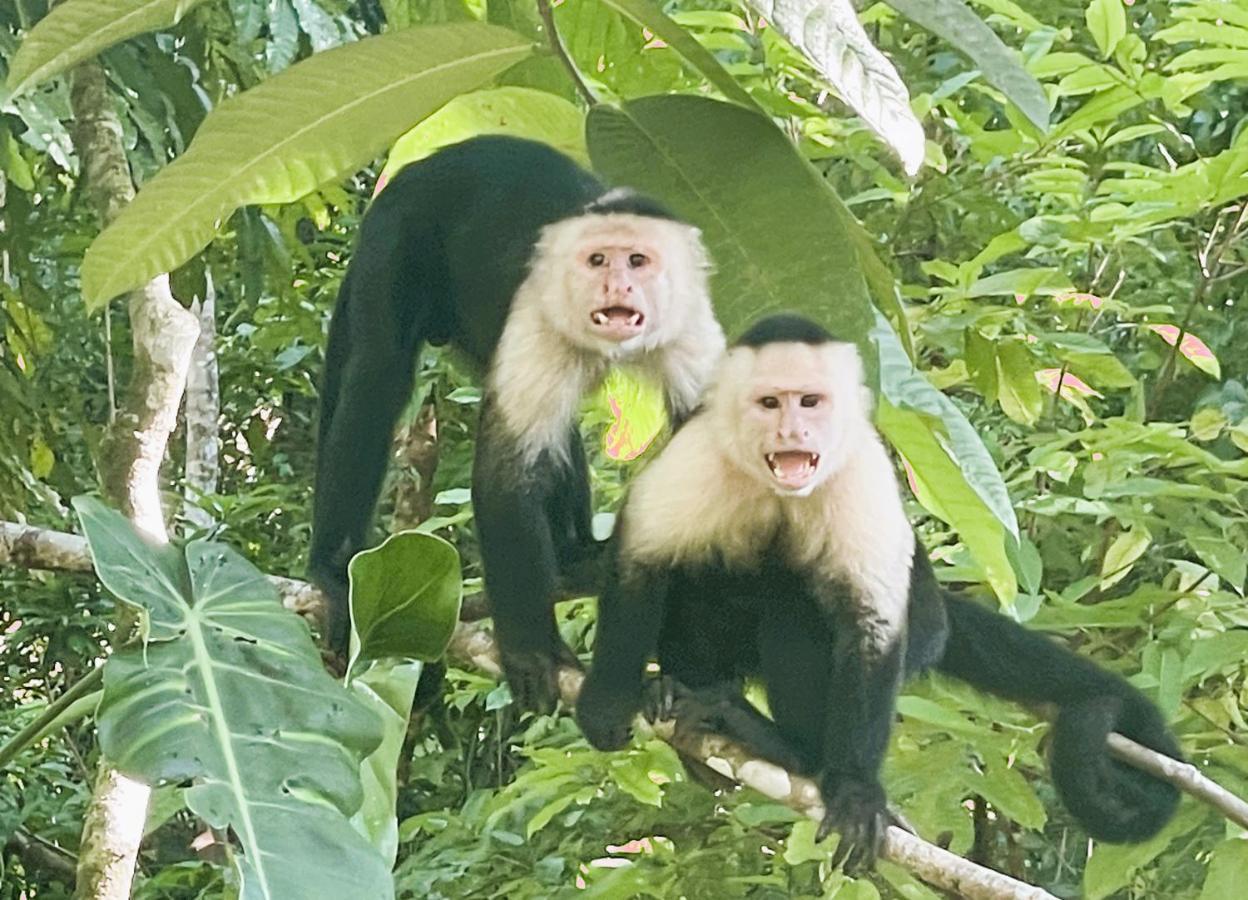 Holiday home An Abundance Of Wildlife At Jungle Glory Abajo