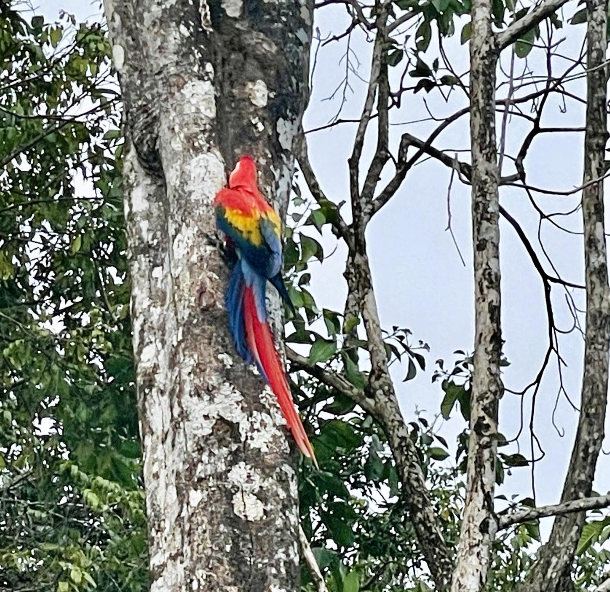 Holiday home An Abundance Of Wildlife At Jungle Glory Abajo Manuel Antonio