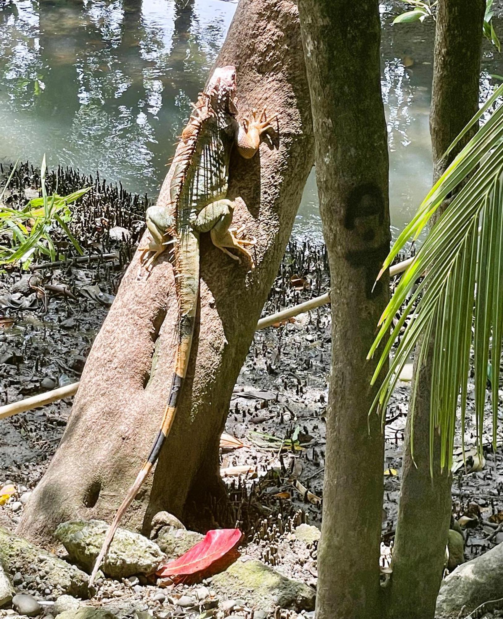 An Abundance Of Wildlife At Jungle Glory Abajo Manuel Antonio