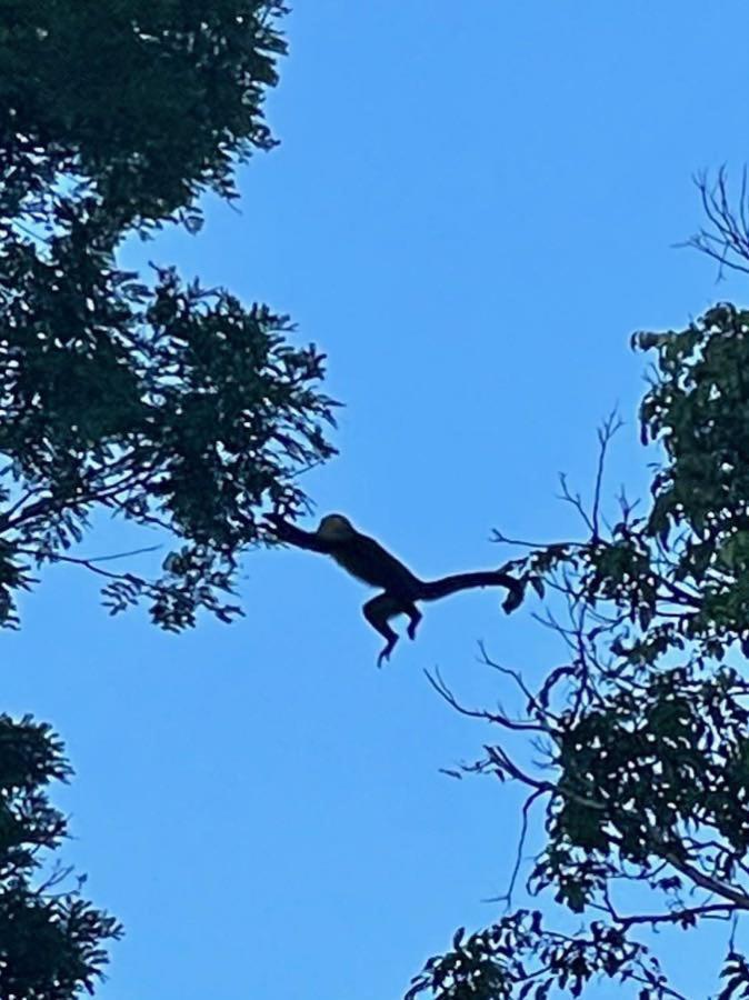 Holiday home An Abundance Of Wildlife At Jungle Glory Abajo