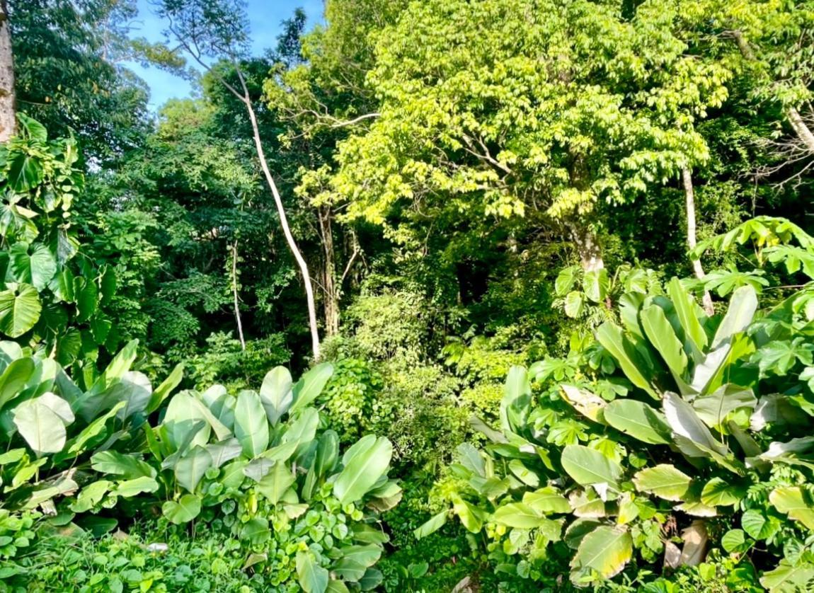 An Abundance Of Wildlife At Jungle Glory Abajo Holiday home Manuel Antonio