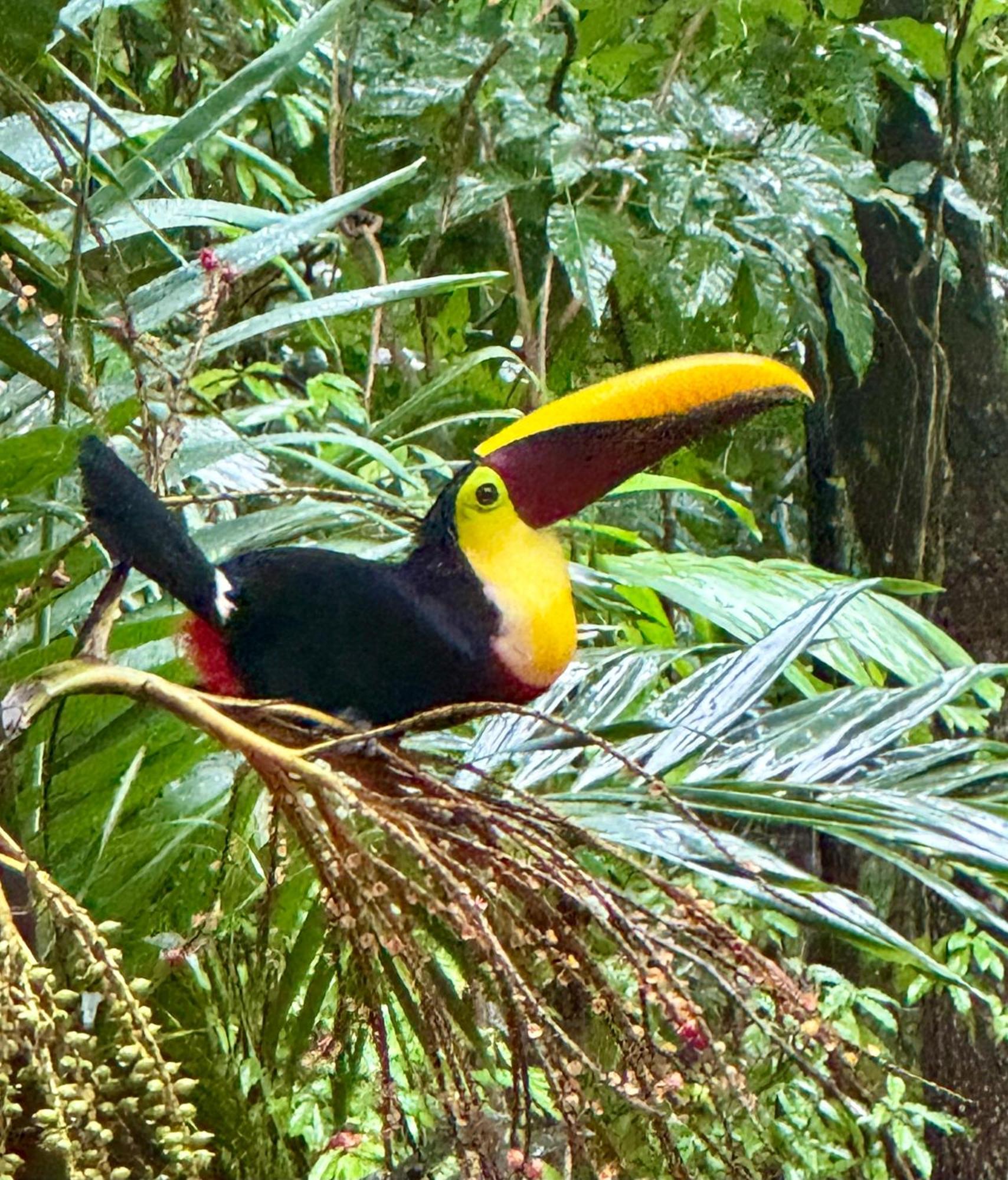 An Abundance Of Wildlife At Jungle Glory Abajo * Manuel Antonio