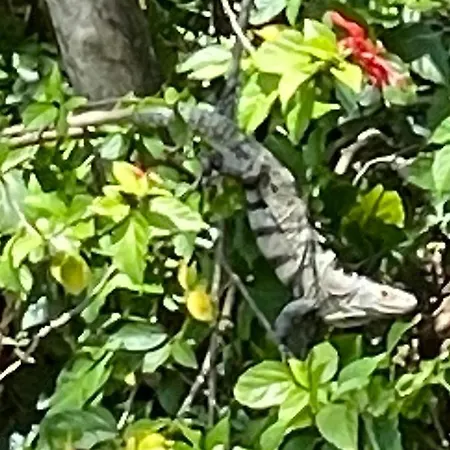 An Abundance Of Wildlife At Jungle Glory Home Abajo Manuel Antonio Exterior photo