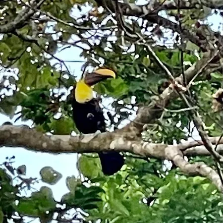 An Abundance Of Wildlife At Jungle Glory Home Abajo Manuel Antonio Exterior photo