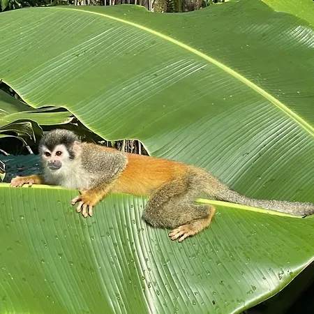 An Abundance Of Wildlife At Jungle Glory Home Abajo Manuel Antonio Exterior photo
