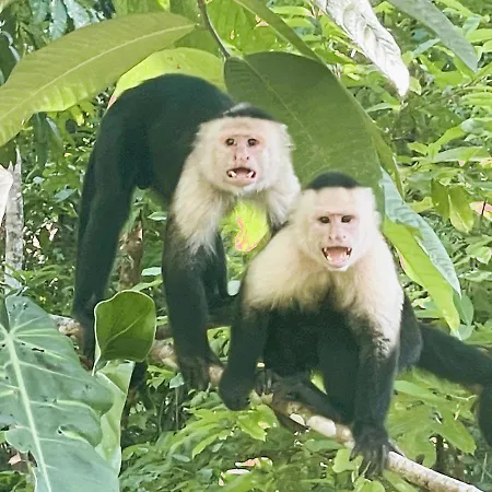 An Abundance Of Wildlife At Jungle Glory Home Abajo Manuel Antonio Exterior photo