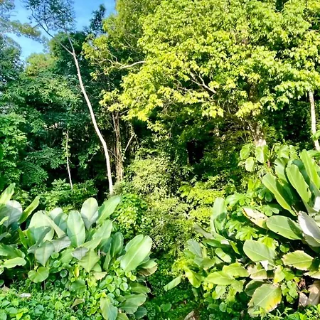 An Abundance Of Wildlife At Jungle Glory Home Abajo Manuel Antonio Exterior photo