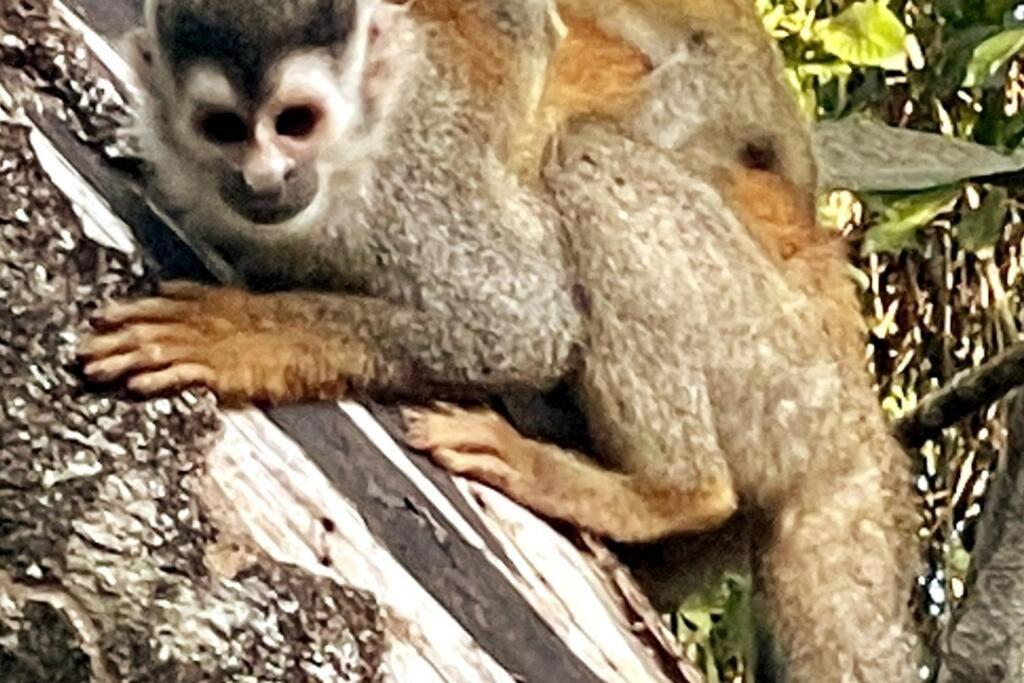 Vakantiehuis An Abundance Of Wildlife At Jungle Glory Abajo Manuel Antonio