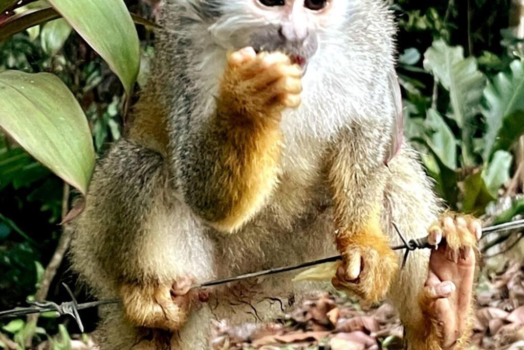 An Abundance Of Wildlife At Jungle Glory Abajo Vakantiehuis Manuel Antonio