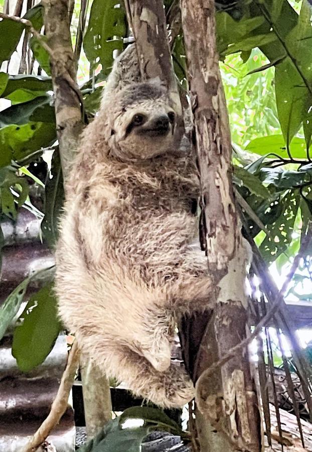 An Abundance Of Wildlife At Jungle Glory Abajo * Manuel Antonio