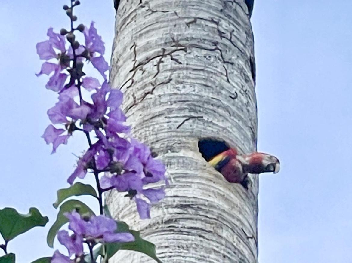 Vakantiehuis An Abundance Of Wildlife At Jungle Glory Abajo