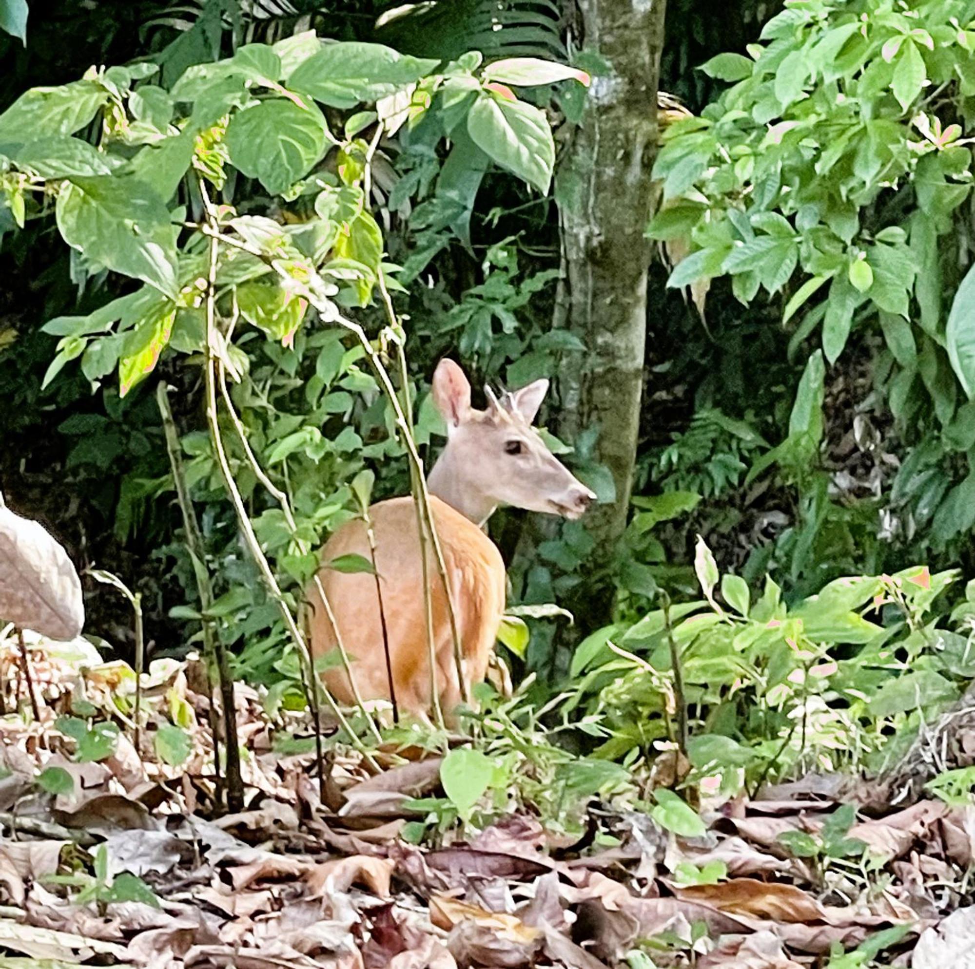 An Abundance Of Wildlife At Jungle Glory Abajo Vakantiehuis *