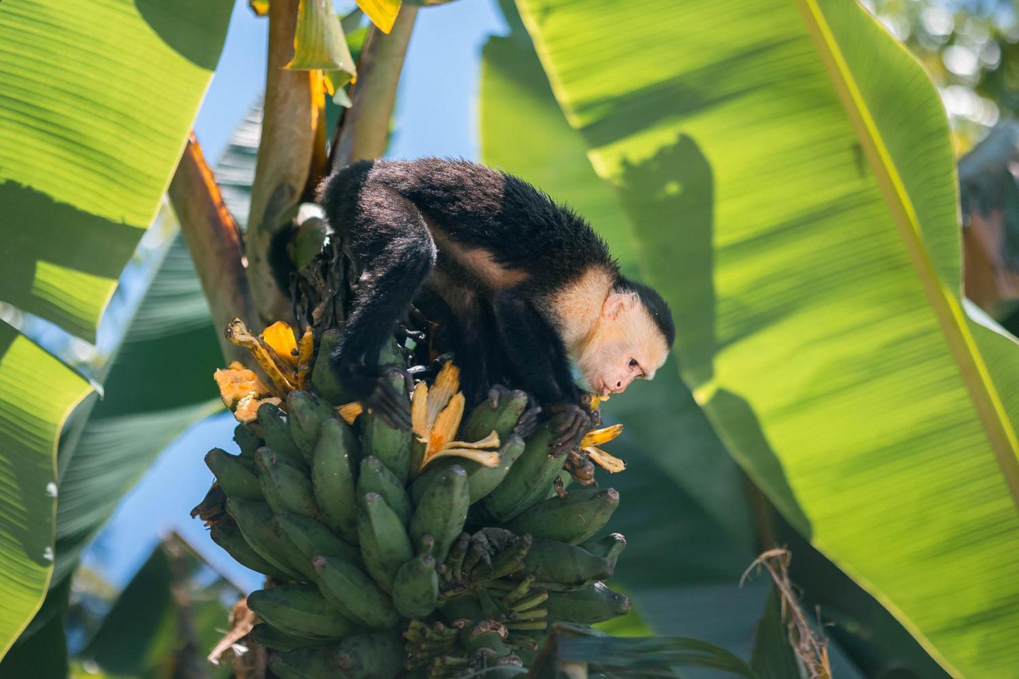 Vakantiehuis An Abundance Of Wildlife At Jungle Glory Abajo