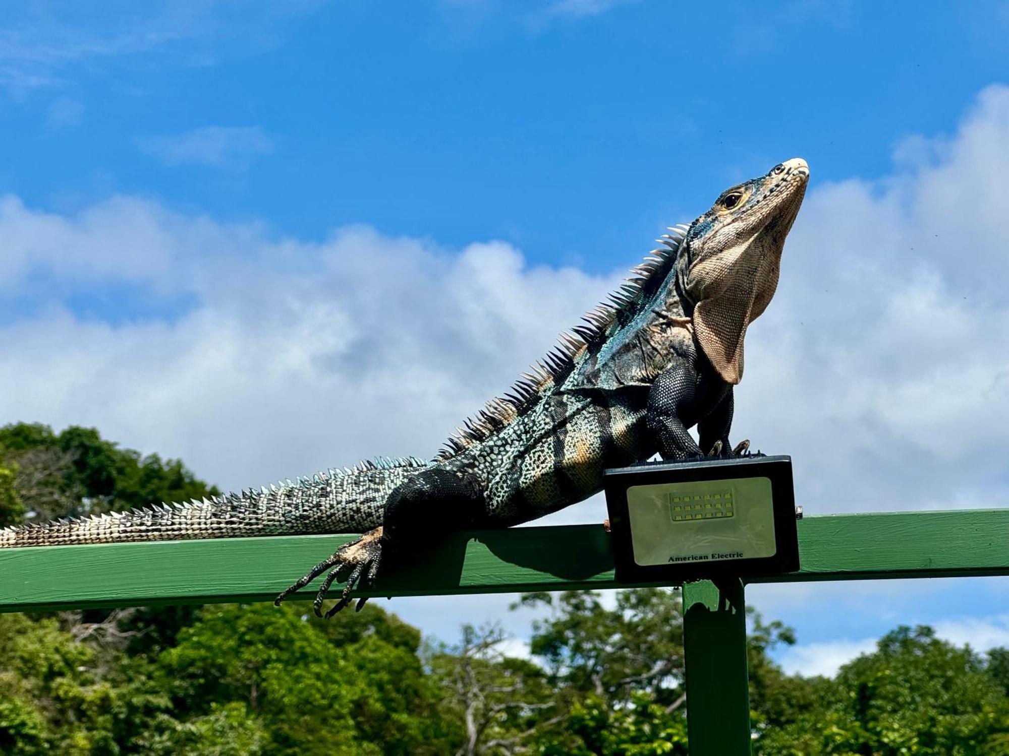 Vakantiehuis An Abundance Of Wildlife At Jungle Glory Abajo